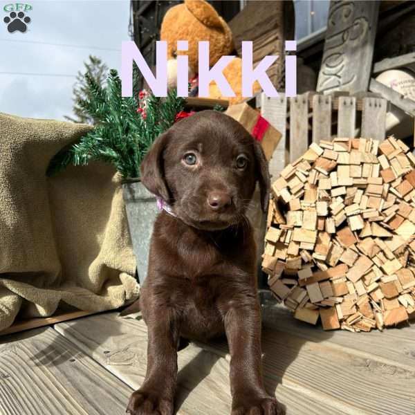 Nikki, Chocolate Labrador Retriever Puppy